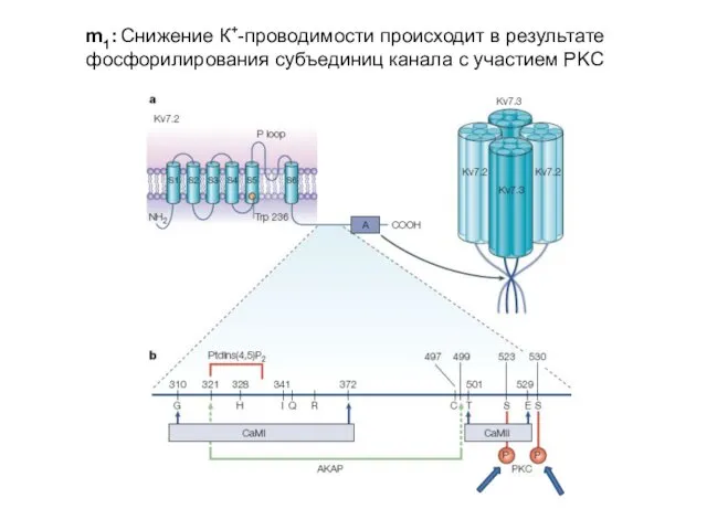 m1: Снижение К+-проводимости происходит в результате фосфорилирования субъединиц канала с участием PKC