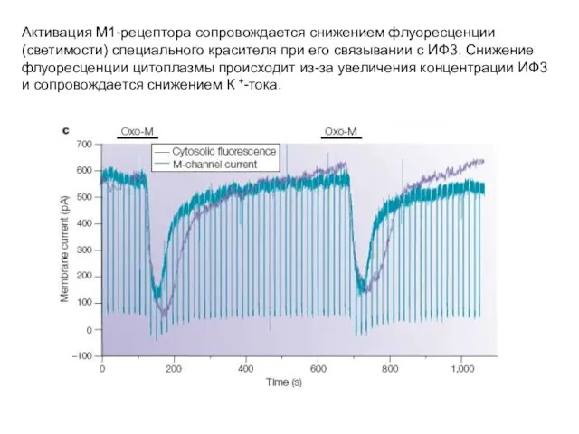 Активация М1-рецептора сопровождается снижением флуоресценции (светимости) специального красителя при его