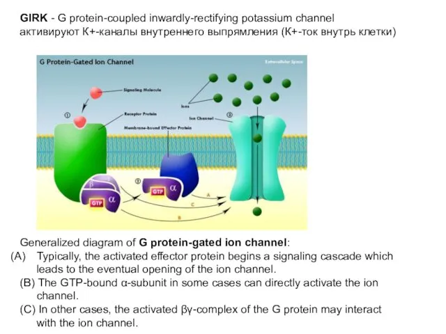 Generalized diagram of G protein-gated ion channel: Typically, the activated