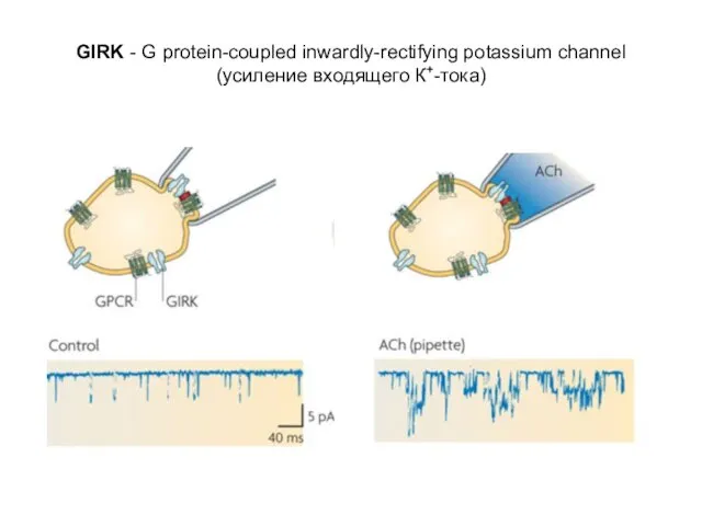 GIRK - G protein-coupled inwardly-rectifying potassium channel (усиление входящего К+-тока)