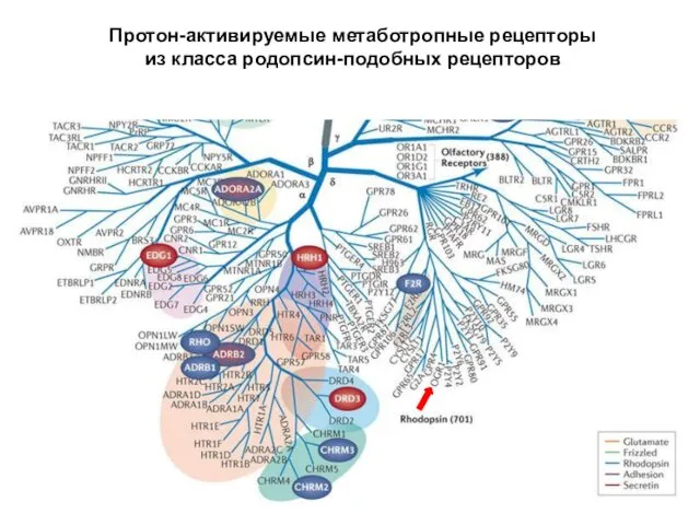 Протон-активируемые метаботропные рецепторы из класса родопсин-подобных рецепторов