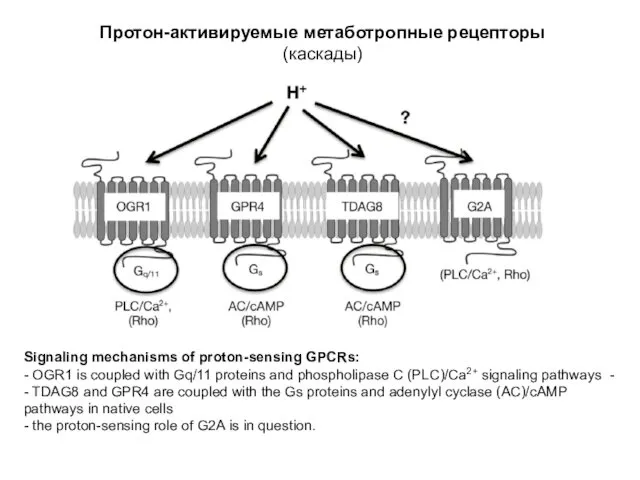 Протон-активируемые метаботропные рецепторы (каскады) Signaling mechanisms of proton-sensing GPCRs: -