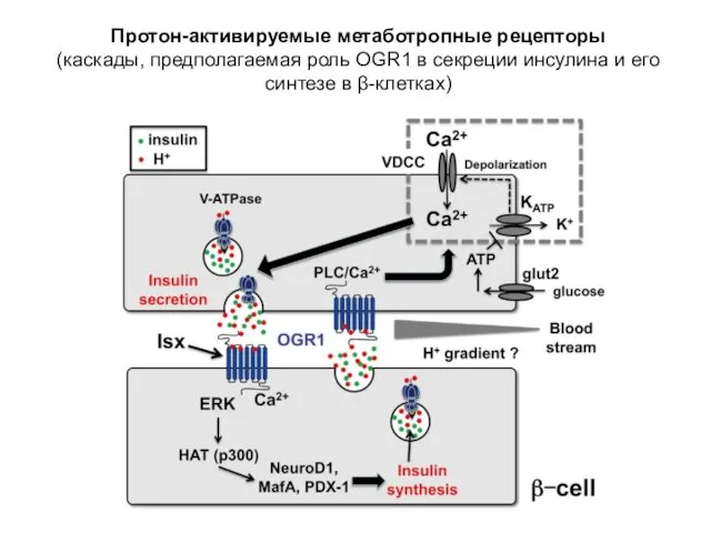 Протон-активируемые метаботропные рецепторы (каскады, предполагаемая роль OGR1 в секреции инсулина и его синтезе в β-клетках)