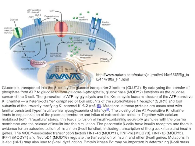 Glucose is transported into the β-cell by the glucose transporter