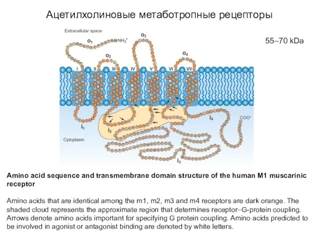 Ацетилхолиновые метаботропные рецепторы Аmino acid sequence and transmembrane domain structure