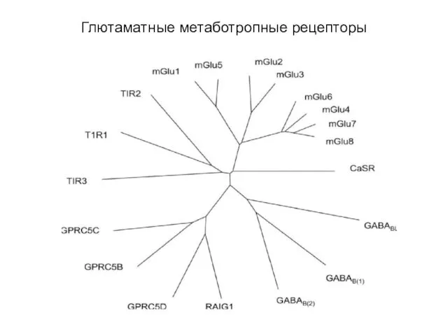 Глютаматные метаботропные рецепторы