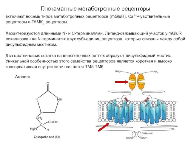 Глютаматные метаботропные рецепторы включают восемь типов метаботропных рецепторов (mGluR), Са2+-чувствительные