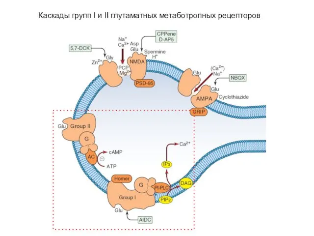 Каскады групп I и II глутаматных метаботропных рецепторов