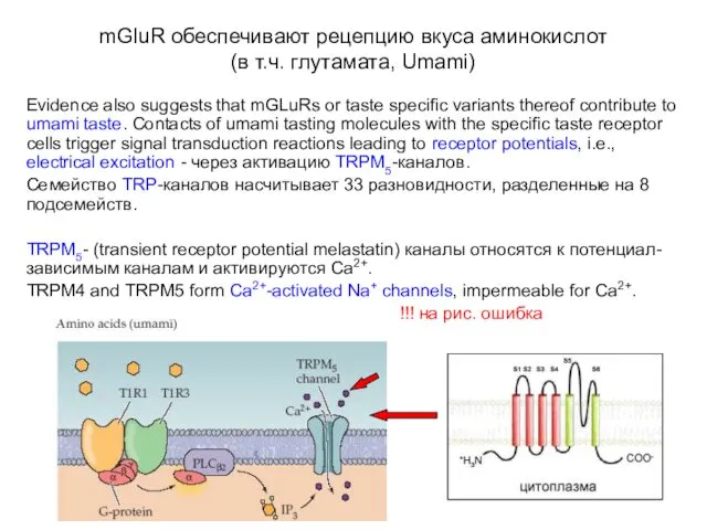 mGluR обеспечивают рецепцию вкуса аминокислот (в т.ч. глутамата, Umami) Evidence