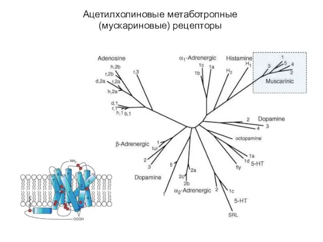 Ацетилхолиновые метаботропные (мускариновые) рецепторы