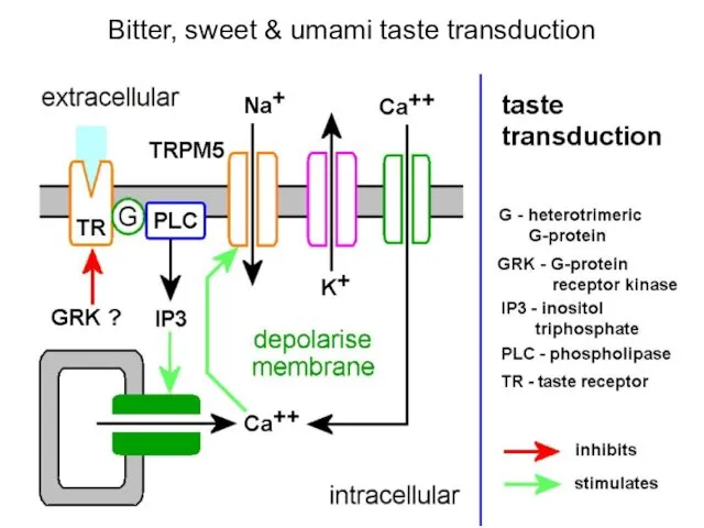 Bitter, sweet & umami taste transduction