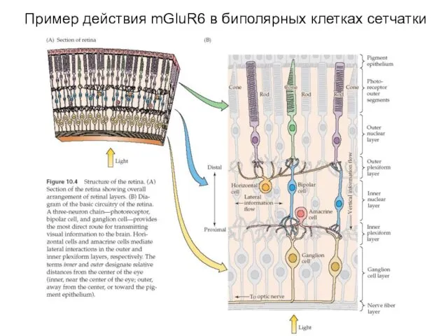 Пример действия mGluR6 в биполярных клетках сетчатки
