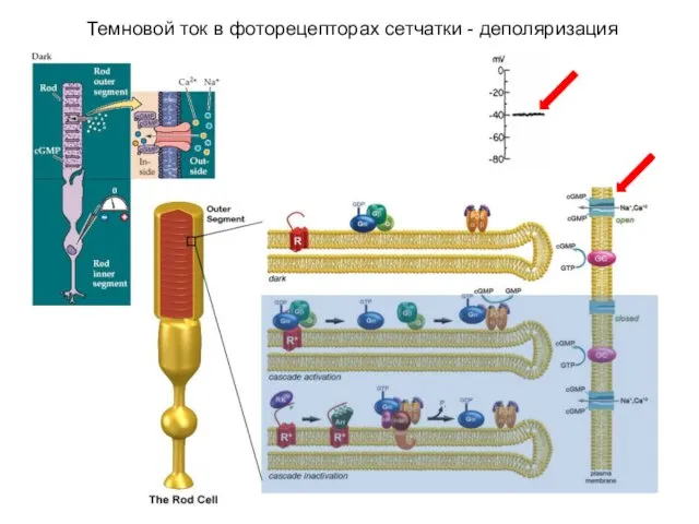 Темновой ток в фоторецепторах сетчатки - деполяризация