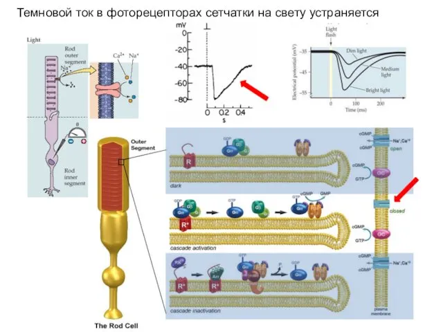 Темновой ток в фоторецепторах сетчатки на свету устраняется