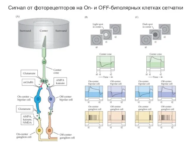 Сигнал от фоторецепторов на On- и OFF-биполярных клетках сетчатки