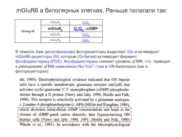 В темноте (при деполяризации) фоторецепторы выделяют Glu и активируют mGluR6-рецепторы