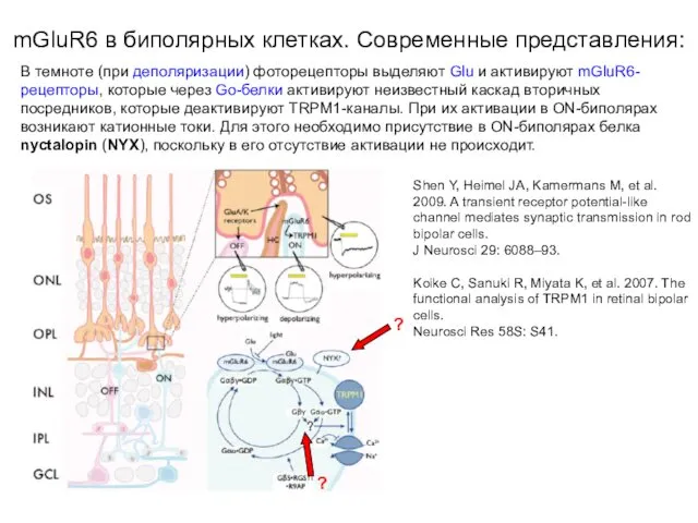 В темноте (при деполяризации) фоторецепторы выделяют Glu и активируют mGluR6-рецепторы,