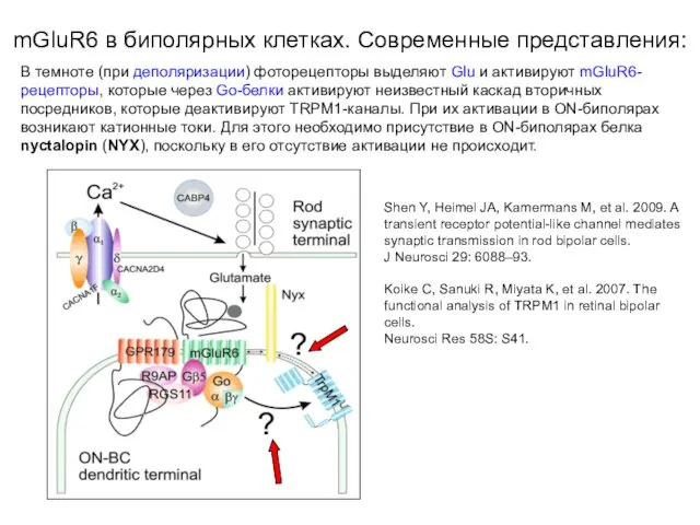 В темноте (при деполяризации) фоторецепторы выделяют Glu и активируют mGluR6-рецепторы,