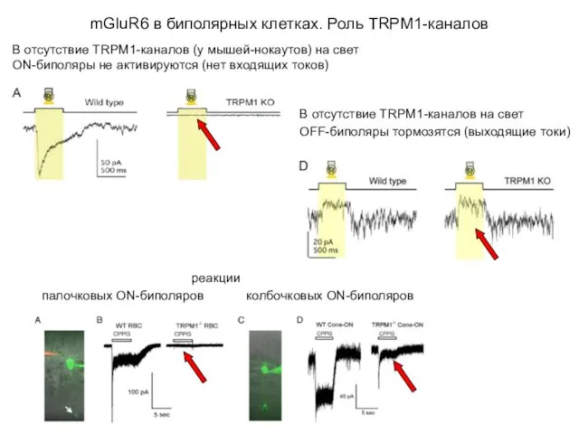 mGluR6 в биполярных клетках. Роль TRPM1-каналов В отсутствие TRPM1-каналов (у