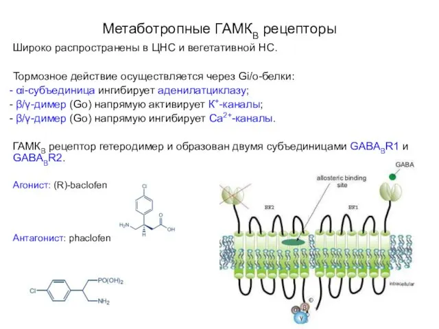Метаботропные ГАМКВ рецепторы Широко распространены в ЦНС и вегетативной НС.