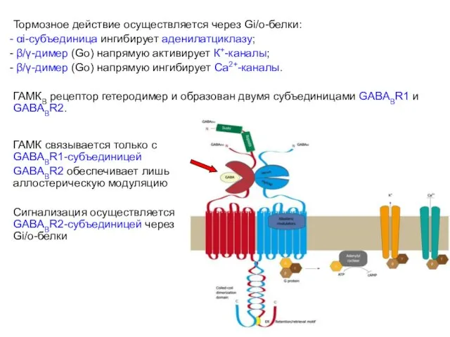 Тормозное действие осуществляется через Gi/o-белки: αi-субъединица ингибирует аденилатциклазу; β/γ-димер (Go)