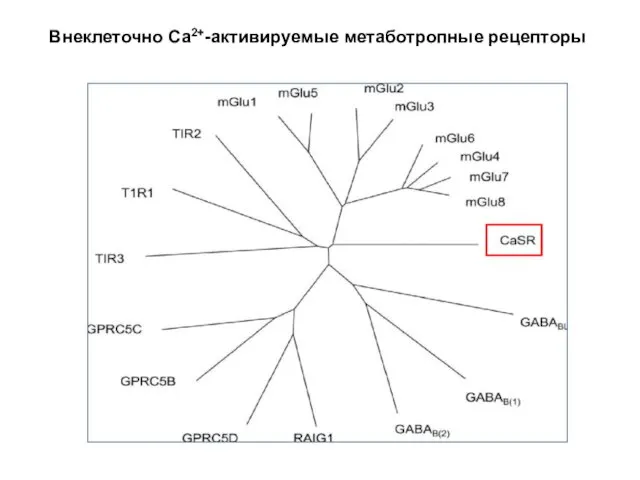 Внеклеточно Са2+-активируемые метаботропные рецепторы