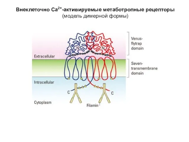 Внеклеточно Са2+-активируемые метаботропные рецепторы (модель димерной формы)