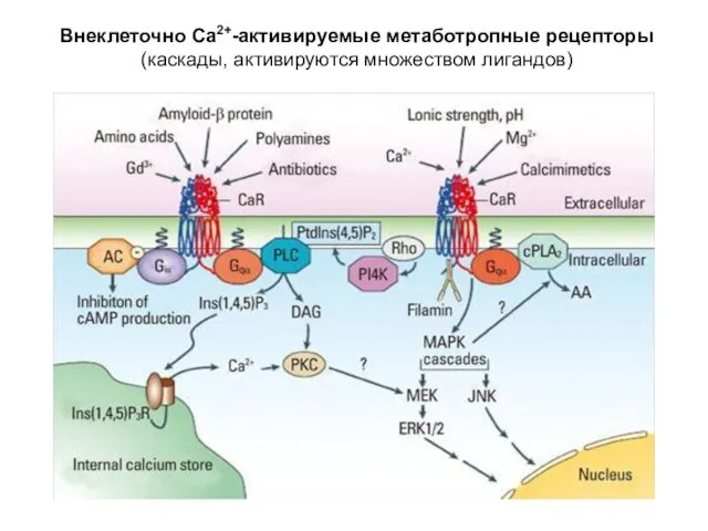 Внеклеточно Са2+-активируемые метаботропные рецепторы (каскады, активируются множеством лигандов)