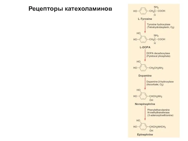Рецепторы катехоламинов