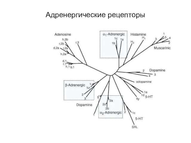 Адренергические рецепторы