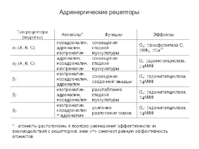 Адренергические рецепторы