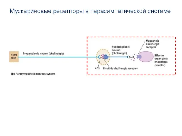 Мускариновые рецепторы в парасимпатической системе