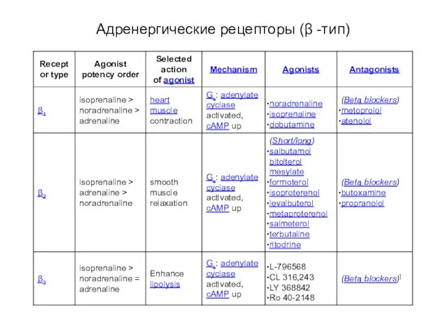 Адренергические рецепторы (β -тип)