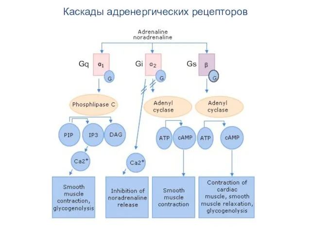 Каскады адренергических рецепторов Gq Gi Gs