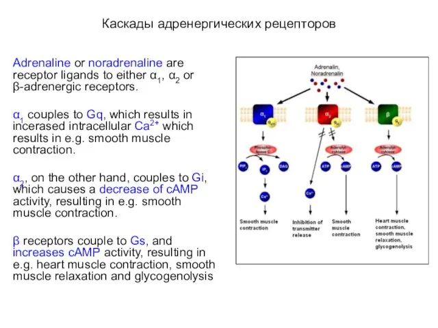 Каскады адренергических рецепторов Adrenaline or noradrenaline are receptor ligands to