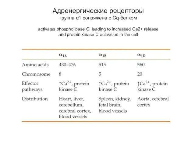 Адренергические рецепторы группа α1 сопряжена с Gq-белком activates phospholipase C,