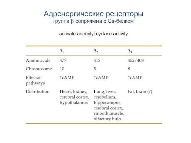 Адренергические рецепторы группа β сопряжена с Gs-белком activate adenylyl cyclase activity