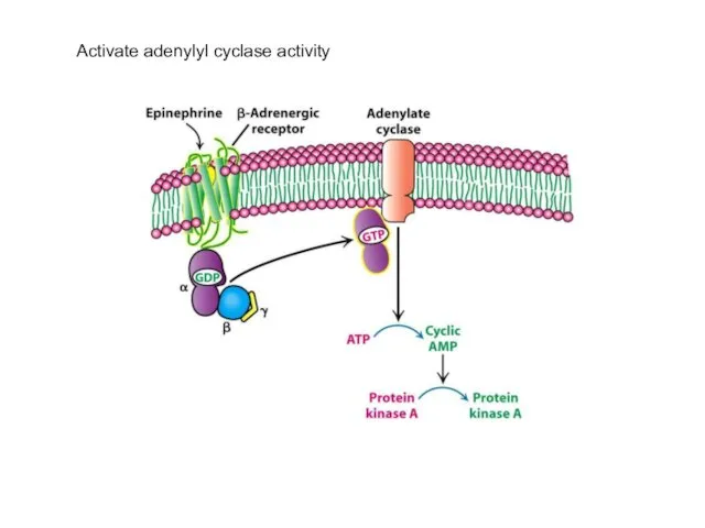 Activate adenylyl cyclase activity