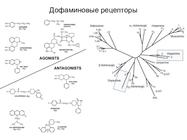 Дофаминовые рецепторы