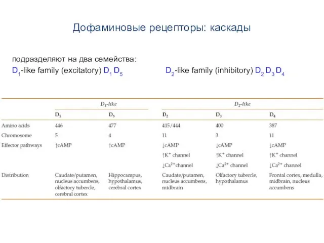 Дофаминовые рецепторы: каскады подразделяют на два семейства: D1-like family (excitatory)