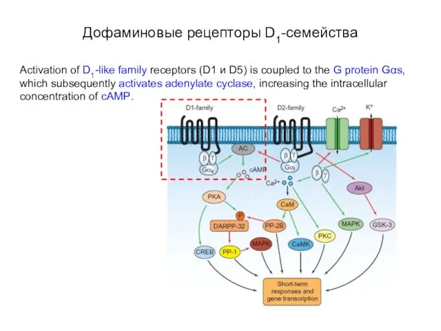 Дофаминовые рецепторы D1-семейства Activation of D1-like family receptors (D1 и