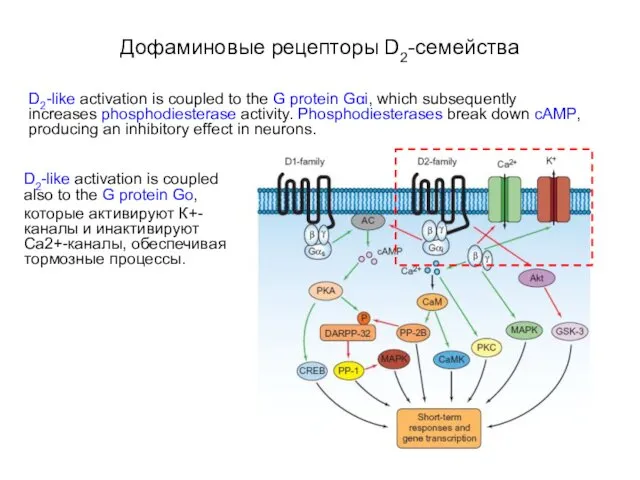 Дофаминовые рецепторы D2-семейства D2-like activation is coupled to the G