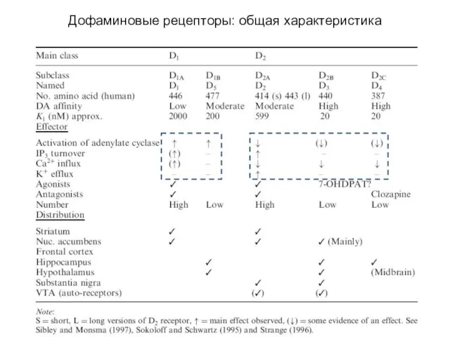 Дофаминовые рецепторы: общая характеристика