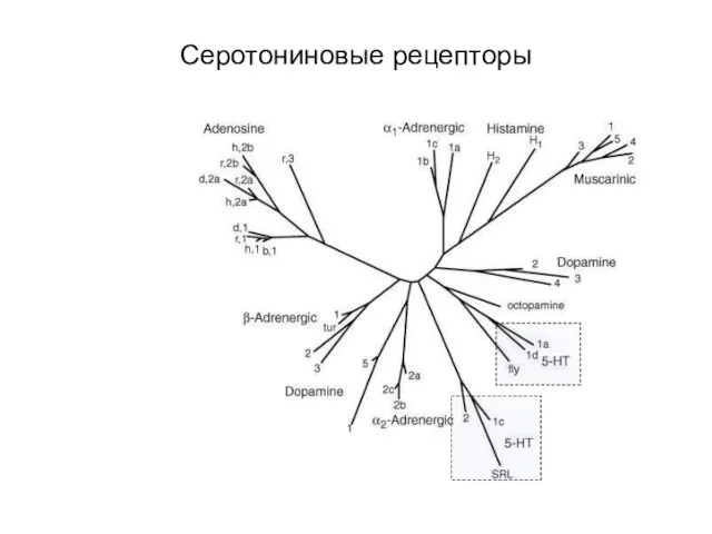 Серотониновые рецепторы