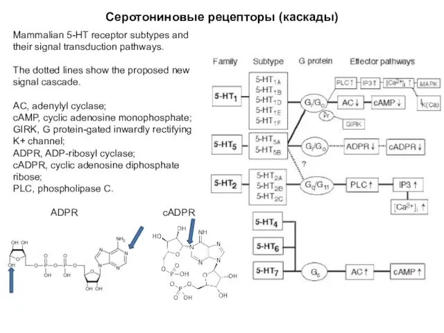 Серотониновые рецепторы (каскады) Mammalian 5-HT receptor subtypes and their signal