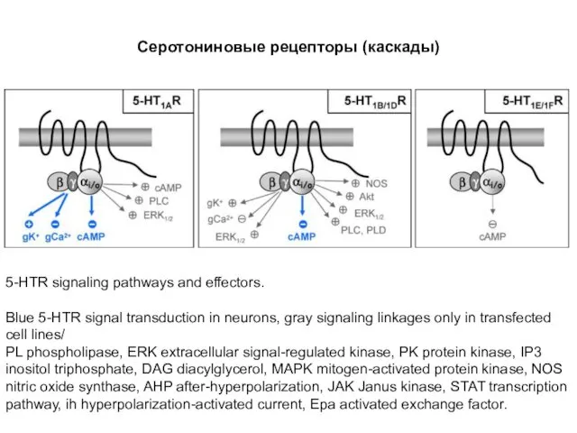 Серотониновые рецепторы (каскады) 5-HTR signaling pathways and effectors. Blue 5-HTR