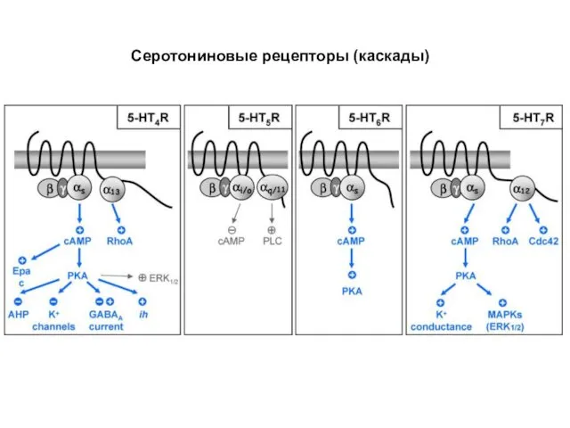 Серотониновые рецепторы (каскады)