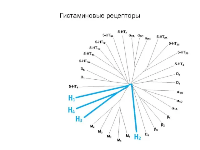 Гистаминовые рецепторы