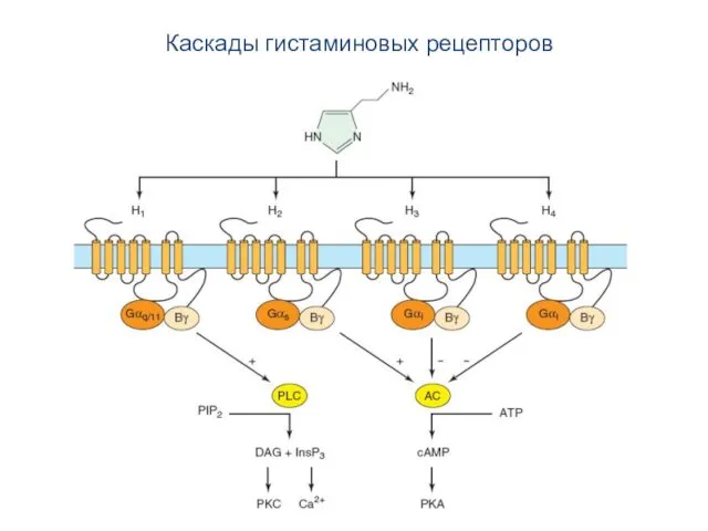 Каскады гистаминовых рецепторов