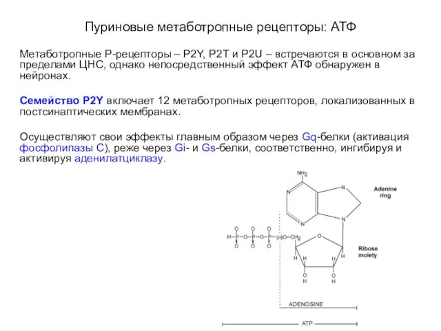 Пуриновые метаботропные рецепторы: АТФ Метаботропные Р-рецепторы – P2Y, P2T и